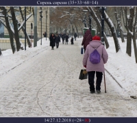 179- сирень сирени.jpg