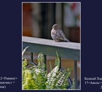 220а- Бедный Хаэм.jpg