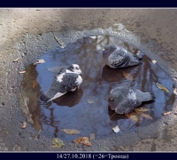 222- Троица 2.jpg