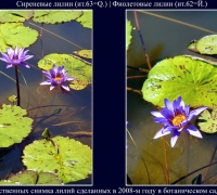 336- Три лили  сочи.jpg