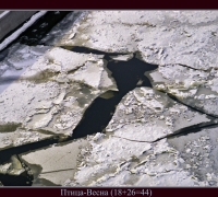 335 Птица-Весна.jpg