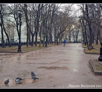 341 Свинеет Аннус.jpg