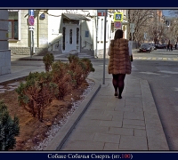 690 Собаке собачья смерть.jpg