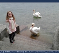 861 Лебеди Люцерн.jpg