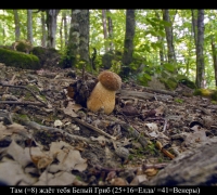 874 Белый гриб.jpg