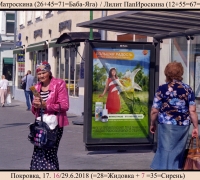 1141 Роза Матроскина.jpg