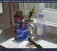 1182 Вода лаб и кактус.jpg