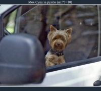 1441 Моя сука 3.jpg