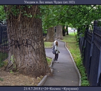 1866 Уходим в лес Чудес 1.jpg