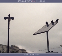 1895 Ку-ка-реку 1.jpg