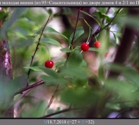 1980 Вишня 1.jpg