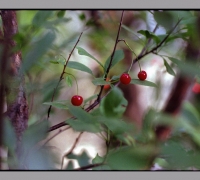 1981 Вишня 2.jpg