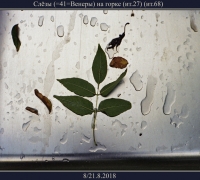 2277 Слёзы 1.jpg