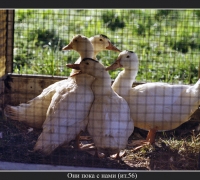 2537 Капитаны 3.jpg