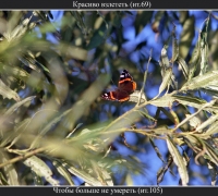 2564 В полёт 3.jpg