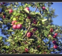 2572 Яблоки.jpg