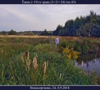 2613 Ёжик в траве.jpg